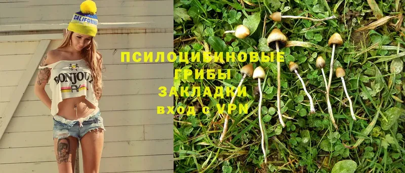 Псилоцибиновые грибы Psilocybine cubensis  наркошоп  Великий Устюг 